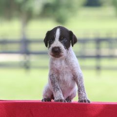 Girl 1 - Liver and white female German Wirehaired Pointer puppy in Reddick, Florida from Afterhours German Wirehaired Pointers and Basset Fauve de Bretagne