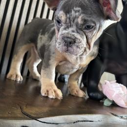 Boy 4 - Blue fawn male French Bulldog puppy in Livermore, California from Spoiled Frenchies