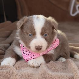 Chloe - Pink Collar - Lilac female Border Collie puppy in Courtland, Alabama from C Bar C Ranch Border Collies
