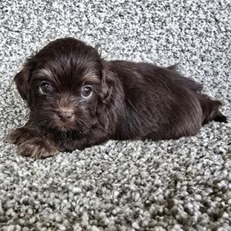 Teddy - Liver and white male Shihpoo puppy in Newark, Ohio from Gemini Kennels