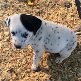 Patch - White and black male Dalmatian puppy in Williamsburg, Ohio from Dewey’s Dals
