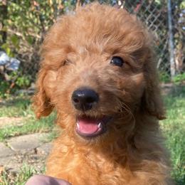 Lorenzo - Red  male Goldendoodle puppy in Bentonville, Arkansas from Bentonville Doodles