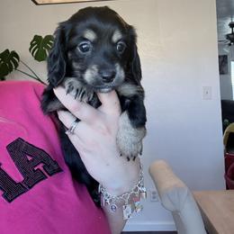 Ash - Black and tan female Dachshund puppy in Fort Worth, Texas from The Holloway Dachshunds
