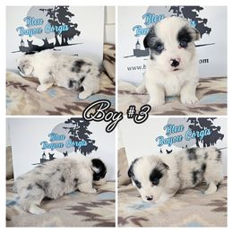 Boy 3 - Blue merle and white male American Corgi puppy in Natchitoches. La, Louisiana from Bleu Bayou Corgis