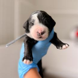 Lettie - Merle female Bernedoodle puppy in Cold Spring, Minnesota from A.N.A. Doodles