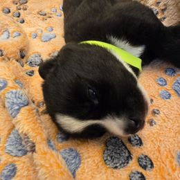 Aveline - Black and white female Pomsky puppy in La Vergne, Tennessee from Atencio Pomsky