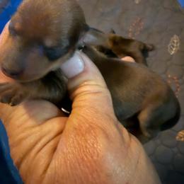 Red - Red male Dachshund puppy in South Haven, Kansas from Keen's Dachshunds