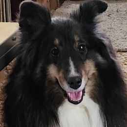 Jessica - Shetland Sheepdog