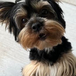 Yorkshire Terriers from “Life of Riley” Yorkies of Florida