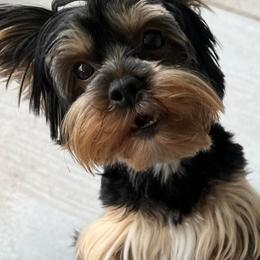 Yorkshire Terriers from “Life of Riley” Yorkies of Florida