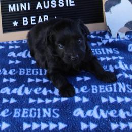 Bear - Black male Miniature Australian Shepherd puppy in Hopkins, Missouri from Mowry Creek Mini Aussiedoodles and More