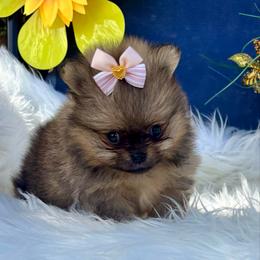 Zlata - Red female Pomeranian puppy in Green Cove Springs, Florida from Natasha's Ark of Joy
