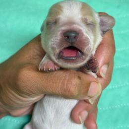 Extreme piebald - Piebald male Dachshund puppy in Honolulu, Hawaii from A&A Mini Dachshunds