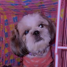 Poodle and Shih Tzu All Grown Up from PureBreedsKC