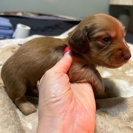 Boy 2 brown collar - Chocolate male Dachshund puppy in Gulfport, Mississippi from Susan's Dachshunds