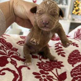 Teddy - Red  male Goldendoodle puppy in Brooksville, Florida from Abby’s Standard Goldendoodles