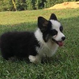 Rosie - Pembroke Welsh Corgi