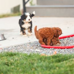 Bernedoodle and Goldendoodle Puppies from Sunnydoodle Utah