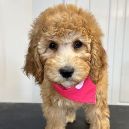 Melody - Caramel red Labradoodle puppy in Chelan, Washington from North Cascades Doodles