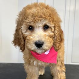 Melody - Caramel red Labradoodle puppy in Chelan, Washington from North Cascades Doodles