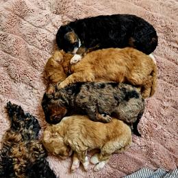 Bernedoodles and Goldendoodles from Rocky Creek Raised