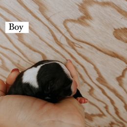Boy 1 - Italian Greyhound puppy in Waianae, Hawaii from Makanalani Yorkies and Iggys