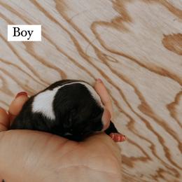 Boy 1 - Italian Greyhound puppy in Waianae, Hawaii from Makanalani Yorkies and Iggys