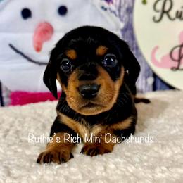 Boy 3 - Black and tan male Dachshund puppy in Lakeland, Florida from Ruthie’s Rich Mini Dachshunds