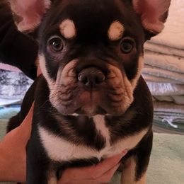 French Bulldogs from Sweet Shop French Bulldogs