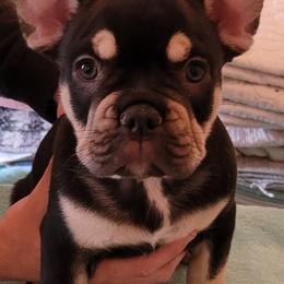 French Bulldogs from Sweet Shop French Bulldogs