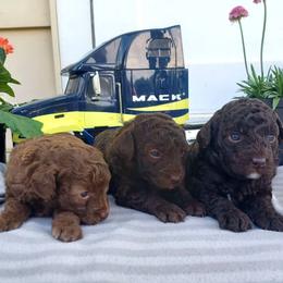 Poodle Puppies from 'Capon Cuties