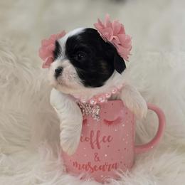 Shih Tzu Puppies from Shih Tzus of Gilbert
