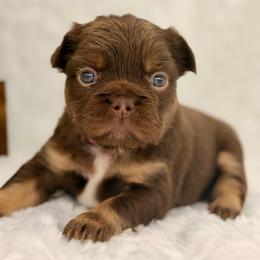 Pink collar Rojo - Liver female French Bulldog puppy in Jefferson City, Missouri from Central Frenchie Haven