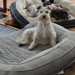 Miniature Schnauzer All Grown Up from Green Mountain Schnauzers