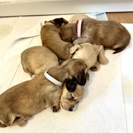 Dachshund puppies from Lake Forest Cream Dachshunds