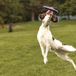 Brittanys from Aviary Kennels