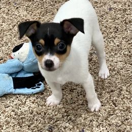 Toy Fox Terrier Puppies from FritzFox Toy Fox Terriers