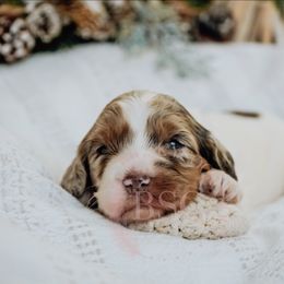 Green collar - Merle male Cockapoo puppy in Missoula, Montana from Big Sky Cockapoos