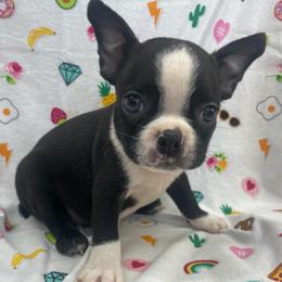 Roman - Black and white male Boston Terrier puppy in Fillmore, Illinois from Wind Hill Puppies