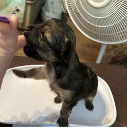 Chihuahua and Poodle Puppies from Garrett’s Chihuahuas and Poodles