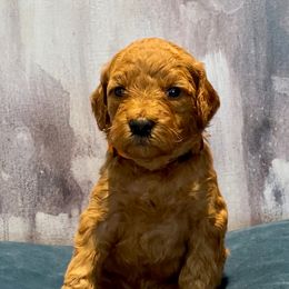 Goldendoodle Puppies from OodlesODoodles