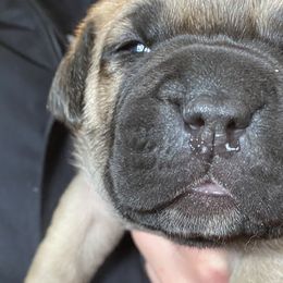 Girl 2 - Fawn Cane Corso puppy in Olympia, Washington from Loch and Spruce Cane Corso