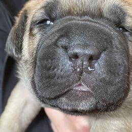 Girl 2 - Fawn Cane Corso puppy in Olympia, Washington from Loch and Spruce Cane Corso