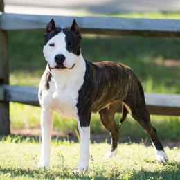 Tabitha  - American Staffordshire Terrier