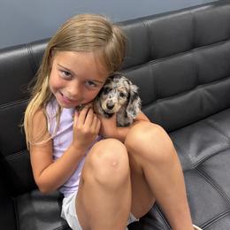 Dachshund Puppies from Hoosier Doxies