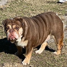 Berkley - Bulldog