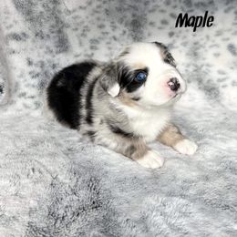 Boy 5 - Blue merle Miniature Australian Shepherd puppy in Cusick, Washington from Dry Ridge Miniature Australian Shepherds