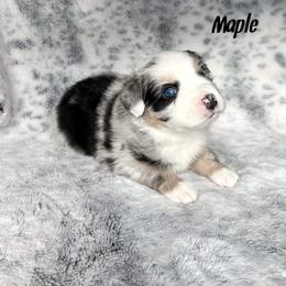 Boy 5 - Blue merle Miniature Australian Shepherd puppy in Cusick, Washington from Dry Ridge Miniature Australian Shepherds