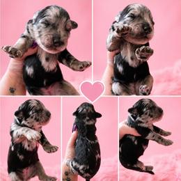 Girl 1, Marla - Blue merle female Bernedoodle puppy in Delphos, Ohio from Route 66 Poodles & Doodles, Sapphire Shih-tzu's of Ohio