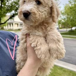 Bernedoodle, Cavalier King Charles Spaniel, and Poodle Puppies from Ellas.Pups (Bernedoodles & Cavapoos)